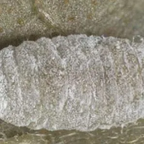 thumbnail for publication: A Mealybug Phenacoccus multicerarii Granara de Willink (Insecta: Hemiptera: Pseudococcidae)